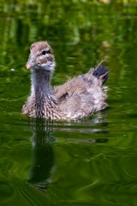 streszczenie brzydkie kaczątko i inne baśnie andersena